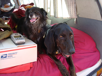 Photo of two doggies, Satchmo and Chispa, the real force behind Pocas Cosas