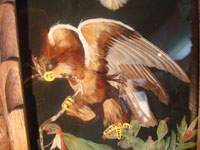 Mexican vintage folk art, a feather-work picture of an eagle with the Mexican flag, c. 1920. This picture of the eagle with the Mexican flag is done with hundreds of tiny feathers of many colors. Featherwork pictures are a wonderful artform originating in Mexico in pre-Hispanic times. Closeup photo of eagle.