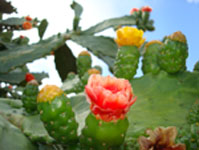 Photo of nopal cactus, Pocas Cosas Logo